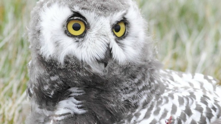 snowy_owlet_potrait-943x531